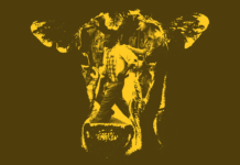 Apartheid: Menneskeliv eller malkekøer?