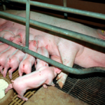 agro svin 4215