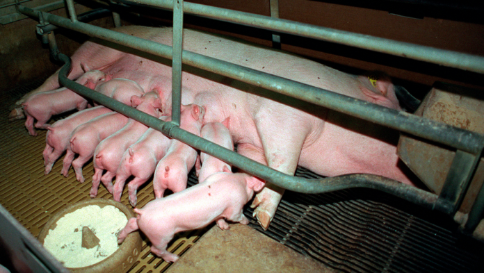 agro svin 4215
