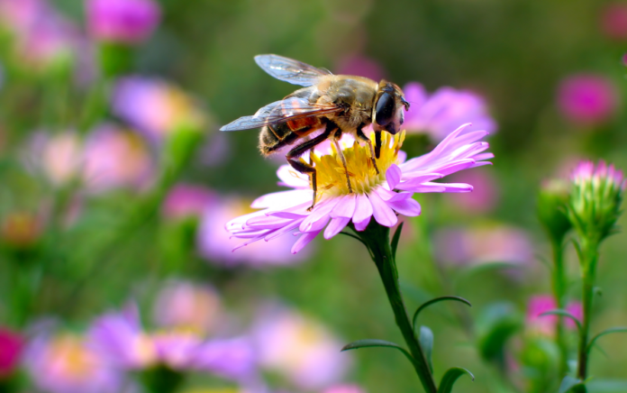 natur bestøvning 2455880