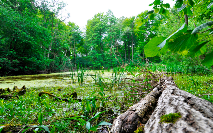 natur skov naturtilstand