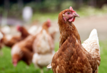 Store æg giver 85 pct. af hønsene brud på brystbenet