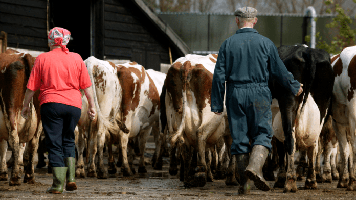 agro køer 4482