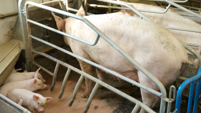 agro so grise 4470