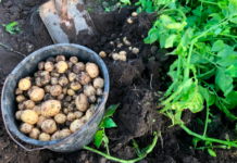 Nu kan du få nye danske kartofler i butikkerne