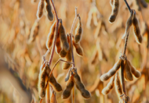 Strategi for protein glemmer dyrene og vores overforbrug af proteiner