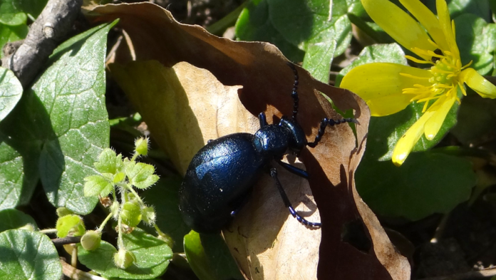 natur blå oliebille 4134