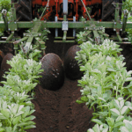 organic hestebønner på kamme