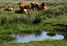 Klimabelastende lavbundsjorde bliver forvandlet til naturarealer