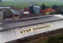 Demonstration mod stor svinefabrik, der udvider i Rislev ved Næstved
