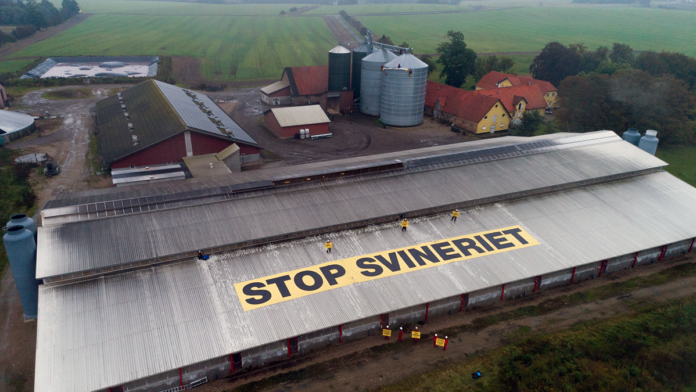 agro greenpeace stop svineriet
