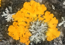 Lav kan leve på en sten