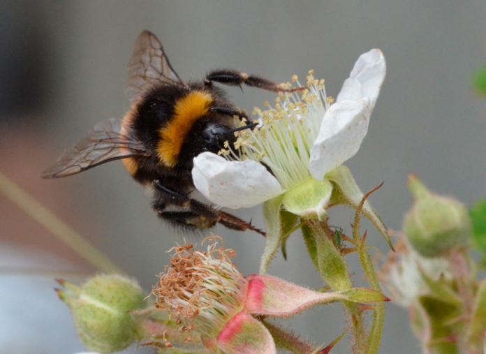 natur bi i blomst 20-05-15