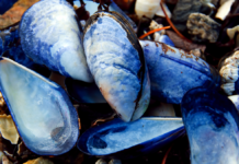 Algegift i muslinger i Limfjorden