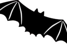 Klima- og naturødelæggelse kan øge risikoen for pandemier som Covid-19