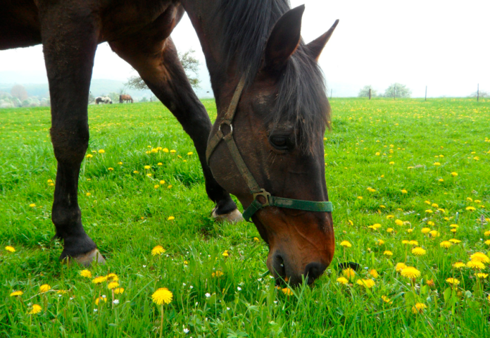 natur hest græs