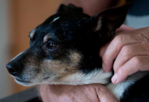 Kæledyr har hjulpet os gennem krisen