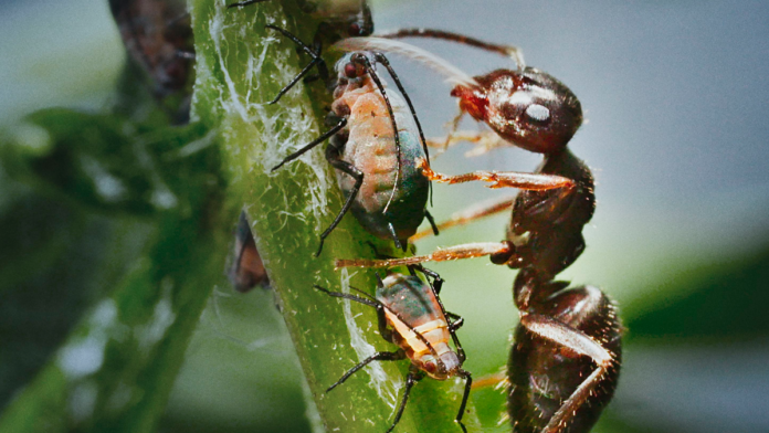 natur sort havemyre malker bladlus
