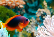 Havets økosystemer skal beskyttes mod forurening og overfiskeri