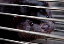 Erstatninger til minkavlere skal ikke længere være et tag-selv bord