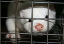 Minkavlerne kan se frem til de første forskud af 19 milliarder