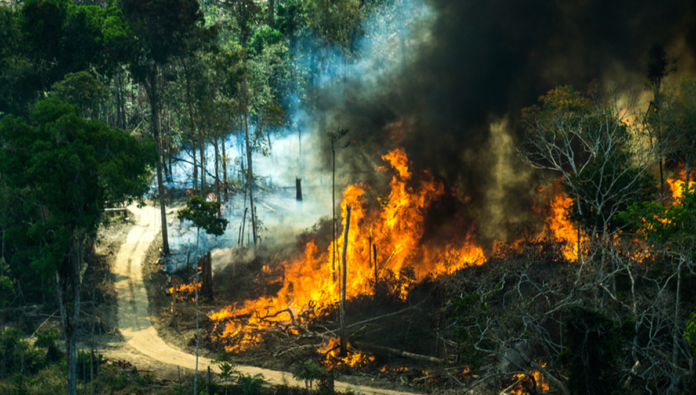 natur amazonas