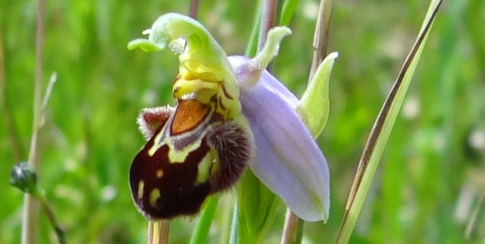natur biblomst orkidé