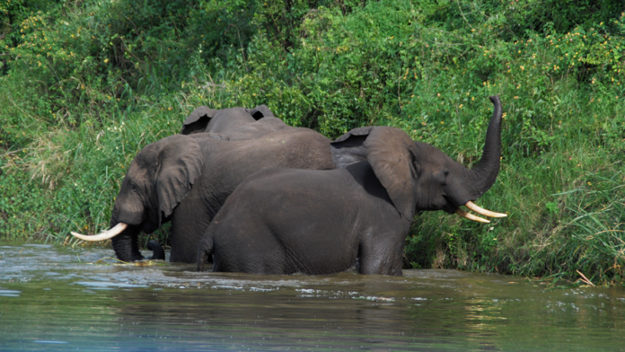 natur elefanter uganda 15-12-05