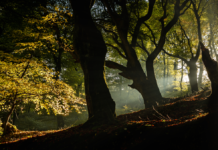 SF begejstret: Fussingø bliver ny naturnationalpark