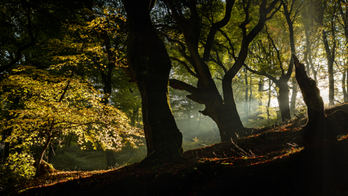 natur skov fussingø