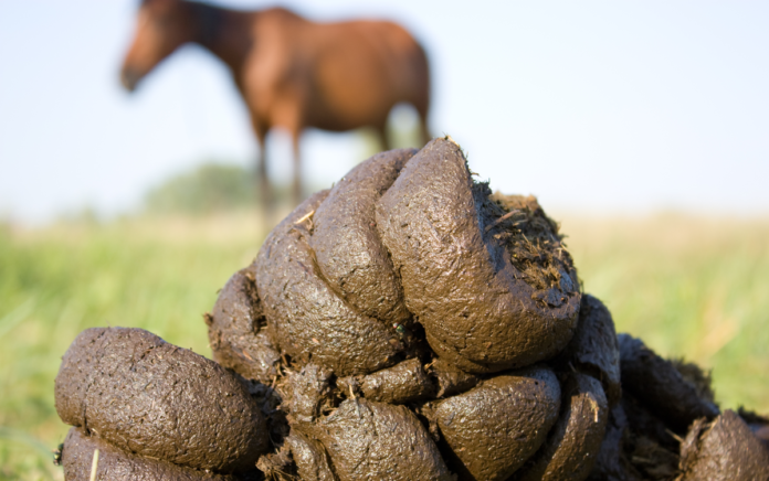 agro lort hest 1516