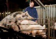 Ny hård kritik af Landbrugsstyrelsen for svindelsager