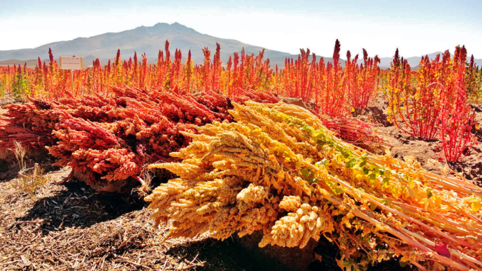 agro quinoa 20-08-13