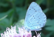 Sommerfuglenes sommer