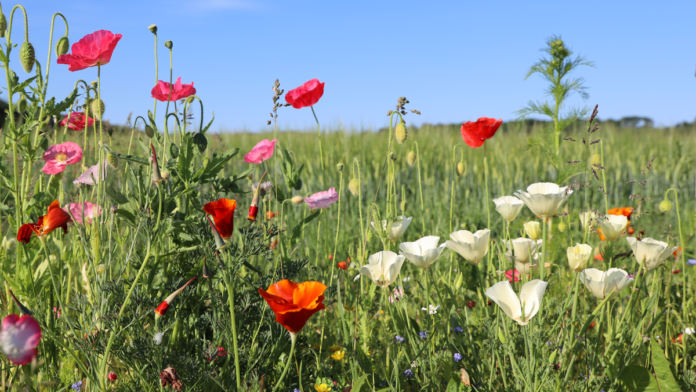 natur vilde blomster