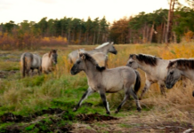 Ny model præciserer naturmål for statens naturområder