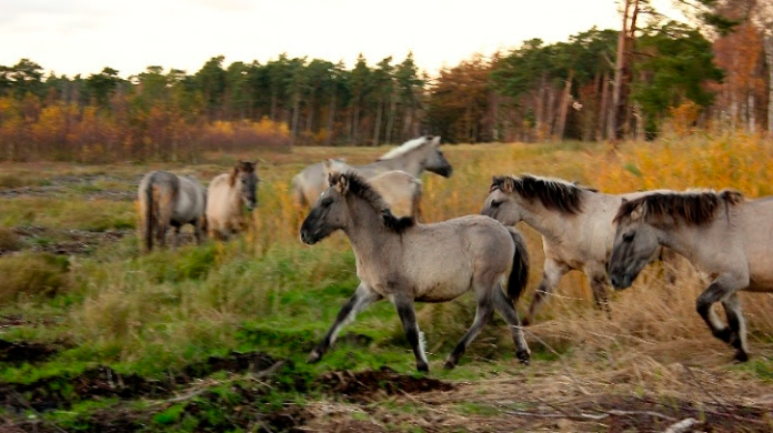 natur vildheste