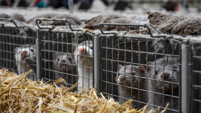 agro mink 20-09-30
