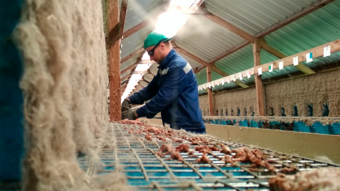 agro mink Polen