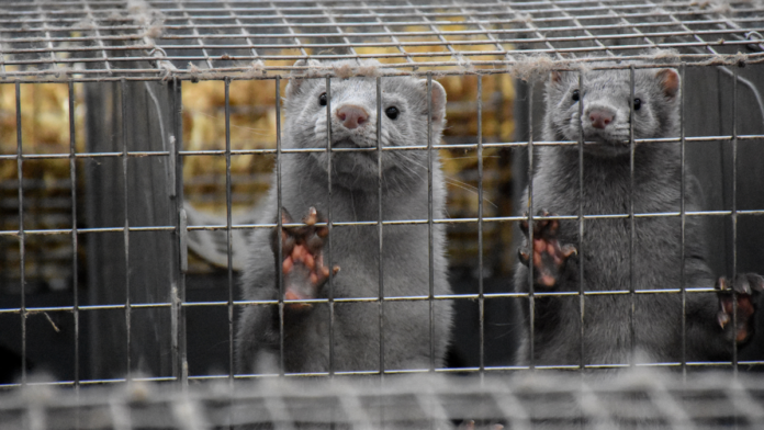 agro mink i bur 20-09-30