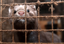 Polen forbyder minkfarme