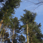 natur skov 03956
