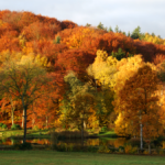 natur skov efteraar 09