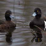 natur troldænder palle sørensen