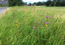 92 kommuner klar med vilde idéer for dansk natur