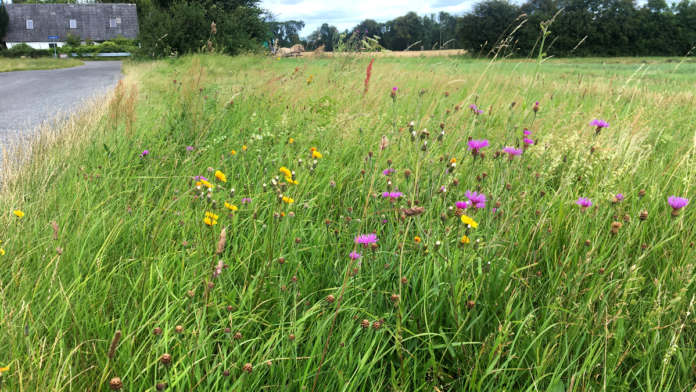 natur vejside 2 juli 2020