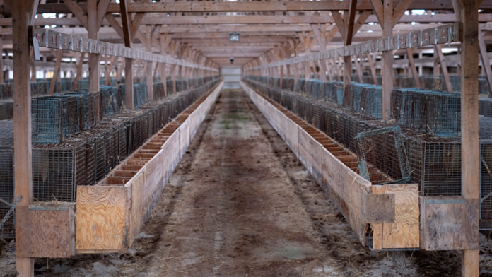 agro minkfarm konkurs