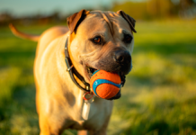 Bølle og Buller skal spise plantebaseret proteinfoder i stedet for kød