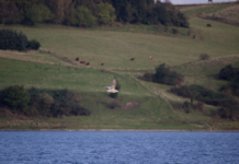 Det Døde Hav: Værste iltsvind i 20 år