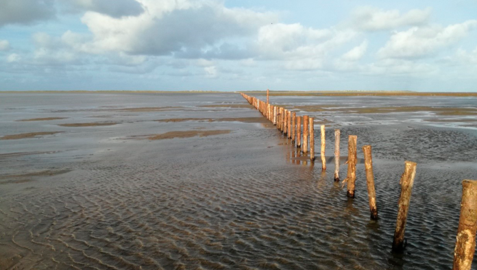 natur Rømø Vadehavet